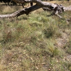 Nassella trichotoma (Serrated Tussock) at Mount Majura - 25 Mar 2024 by waltraud