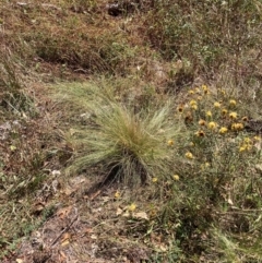 Nassella trichotoma at Mount Majura - 25 Mar 2024