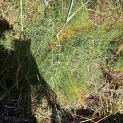 Foeniculum vulgare (Fennel) at Fyshwick, ACT - 25 Mar 2024 by Jiggy