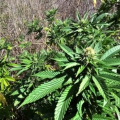 Cannabis sativa (Indian Hemp) by Jiggy