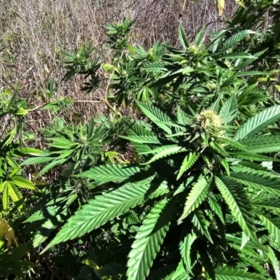 Cannabis sativa (Indian Hemp) at Fyshwick, ACT - 25 Mar 2024 by Jiggy