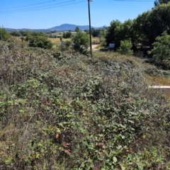 Rubus anglocandicans (Blackberry) at Fyshwick, ACT - 25 Mar 2024 by Jiggy