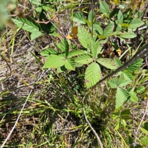 Rubus anglocandicans at Central Molonglo - 25 Mar 2024 11:31 AM