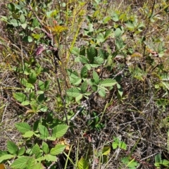 Rubus anglocandicans at Central Molonglo - 25 Mar 2024 11:31 AM