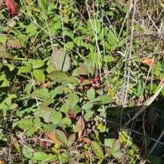 Rubus anglocandicans at Central Molonglo - 25 Mar 2024 11:31 AM