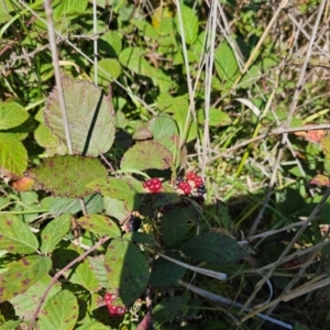 Rubus anglocandicans at Central Molonglo - 25 Mar 2024 11:31 AM