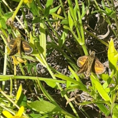 Taractrocera papyria (White-banded Grass-dart) at National Arboretum Woodland - 21 Mar 2024 by galah681