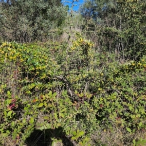 Pyracantha angustifolia at Fyshwick, ACT - 25 Mar 2024