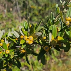 Pyracantha angustifolia at Fyshwick, ACT - 25 Mar 2024