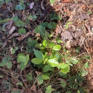 Viburnum tinus at Mount Majura - 25 Mar 2024