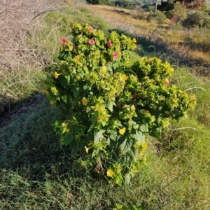 Mirabilis jalapa at Fyshwick, ACT - 25 Mar 2024