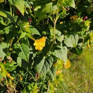 Mirabilis jalapa at Fyshwick, ACT - 25 Mar 2024