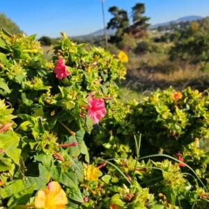 Mirabilis jalapa at Fyshwick, ACT - 25 Mar 2024 09:11 AM