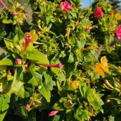 Mirabilis jalapa at Fyshwick, ACT - 25 Mar 2024