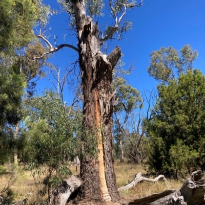 Eucalyptus melliodora (Yellow Box) at Watson, ACT - 25 Mar 2024 by waltraud