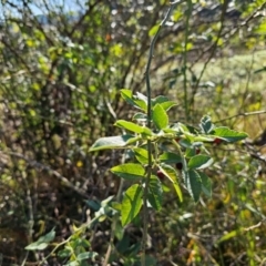 Rosa rubiginosa at Fyshwick, ACT - 25 Mar 2024 09:08 AM