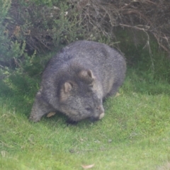 Vombatus ursinus (Bare-nosed Wombat) at Cradle Mountain, TAS - 13 Feb 2024 by AlisonMilton