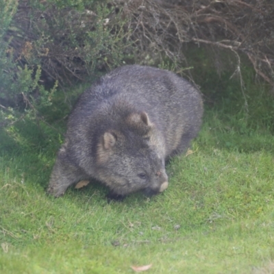 Vombatus ursinus (Bare-nosed Wombat) at Cradle Mountain, TAS - 13 Feb 2024 by AlisonMilton
