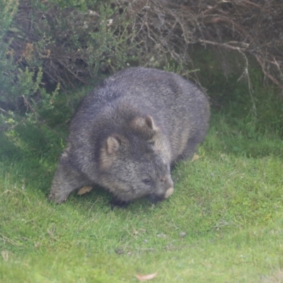 Vombatus ursinus (Common wombat, Bare-nosed Wombat) at Cradle Mountain, TAS - 13 Feb 2024 by AlisonMilton