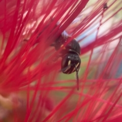 Hylaeus (Hylaeorhiza) nubilosus (A yellow-spotted masked bee) at Capital Hill, ACT - 25 Mar 2024 by PeterA