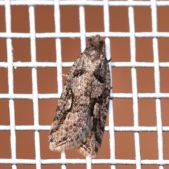 Tortricinae (subfamily) (A tortrix moth) at QPRC LGA - 24 Mar 2024 by DianneClarke