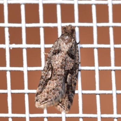 Clarana atristrigana (A Tortricid moth (Tortricinae)) at QPRC LGA - 24 Mar 2024 by DianneClarke