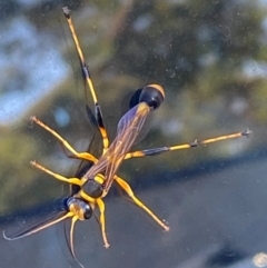 Sceliphron laetum (Common mud dauber wasp) at Mitchell, ACT - 25 Mar 2024 by SteveBorkowskis