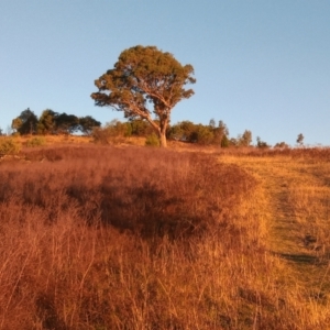 Hypericum perforatum at Urambi Hills - 24 Mar 2024