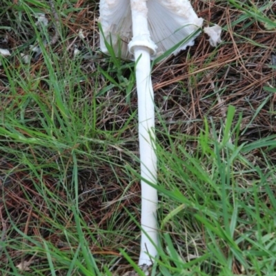 Unidentified Fungus at Wingecarribee Local Government Area - 11 Jan 2024 by JanHartog