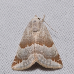 Eublemma amoena (Crown Moth) at QPRC LGA - 25 Mar 2024 by DianneClarke