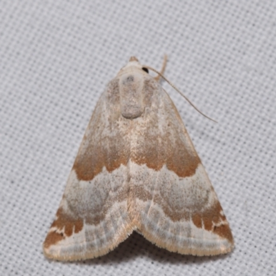 Eublemma amoena (Crown Moth) at QPRC LGA - 25 Mar 2024 by DianneClarke