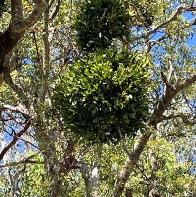 Notothixos cornifolius (Kurrajong Mistletoe) at Wee Jasper, NSW - 23 Mar 2024 by nathkay