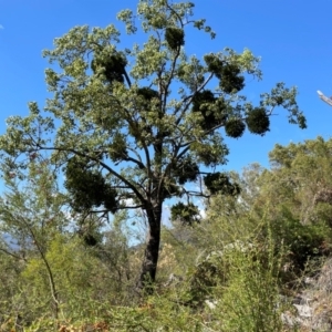 Notothixos cornifolius at Wee Jasper, NSW - 24 Mar 2024