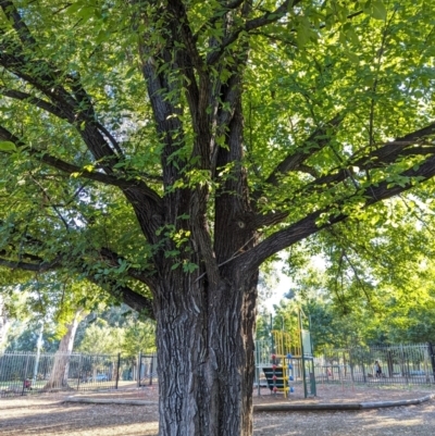 Ulmus sp. (An Elm) at Majura Primary School, Watson - 24 Mar 2024 by AniseStar