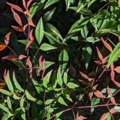 Nandina domestica (Sacred Bamboo) at Watson, ACT - 24 Mar 2024 by AniseStar