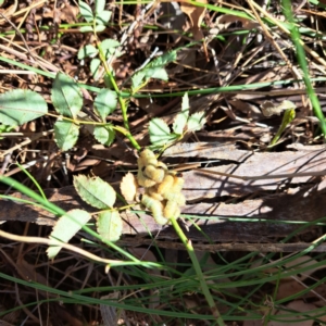 Pseudoperga sp. (genus) at Mount Majura - 25 Mar 2024