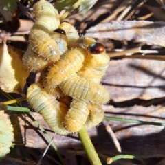 Pseudoperga sp. (genus) at Mount Majura - 25 Mar 2024