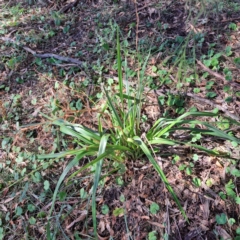 Dianella sp. aff. longifolia (Benambra) (Pale Flax Lily, Blue Flax Lily) at Mount Majura - 25 Mar 2024 by abread111