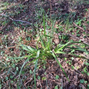 Dianella sp. aff. longifolia (Benambra) at Mount Majura - 25 Mar 2024