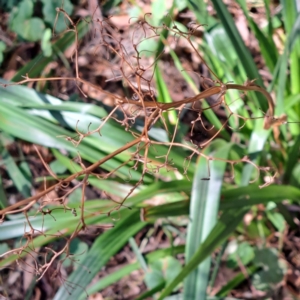 Dianella sp. aff. longifolia (Benambra) at Mount Majura - 25 Mar 2024