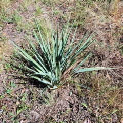 Dianella sp. aff. longifolia (Benambra) at Mount Majura - 25 Mar 2024