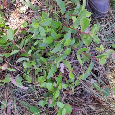 Viburnum tinus (Laurustinus) at Mount Majura - 25 Mar 2024 by abread111