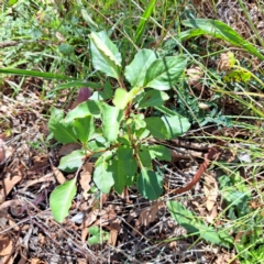 Pyrus calleryana (Callery Pear) at Mount Majura - 25 Mar 2024 by abread111