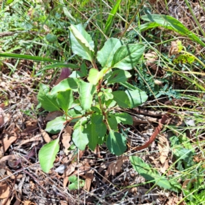 Pyrus calleryana at Mount Majura - 25 Mar 2024