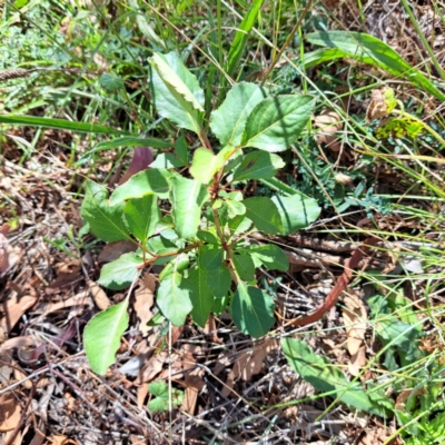 Pyrus calleryana (Callery Pear) at Watson, ACT - 25 Mar 2024 by abread111