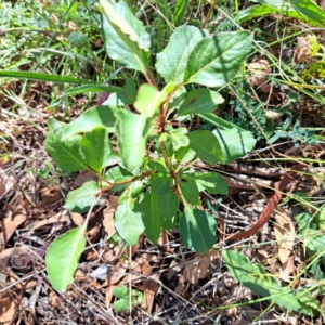 Pyrus calleryana at Mount Majura - 25 Mar 2024