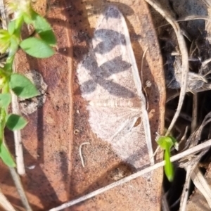 Idaea inversata at QPRC LGA - suppressed