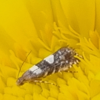 Glyphipterix chrysoplanetis (A Sedge Moth) at QPRC LGA - 24 Mar 2024 by clarehoneydove