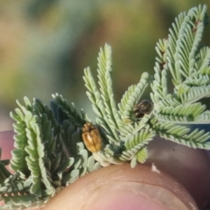 Elaphodes aeneolus at QPRC LGA - suppressed