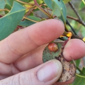 Paropsis obsoleta at QPRC LGA - 25 Mar 2024